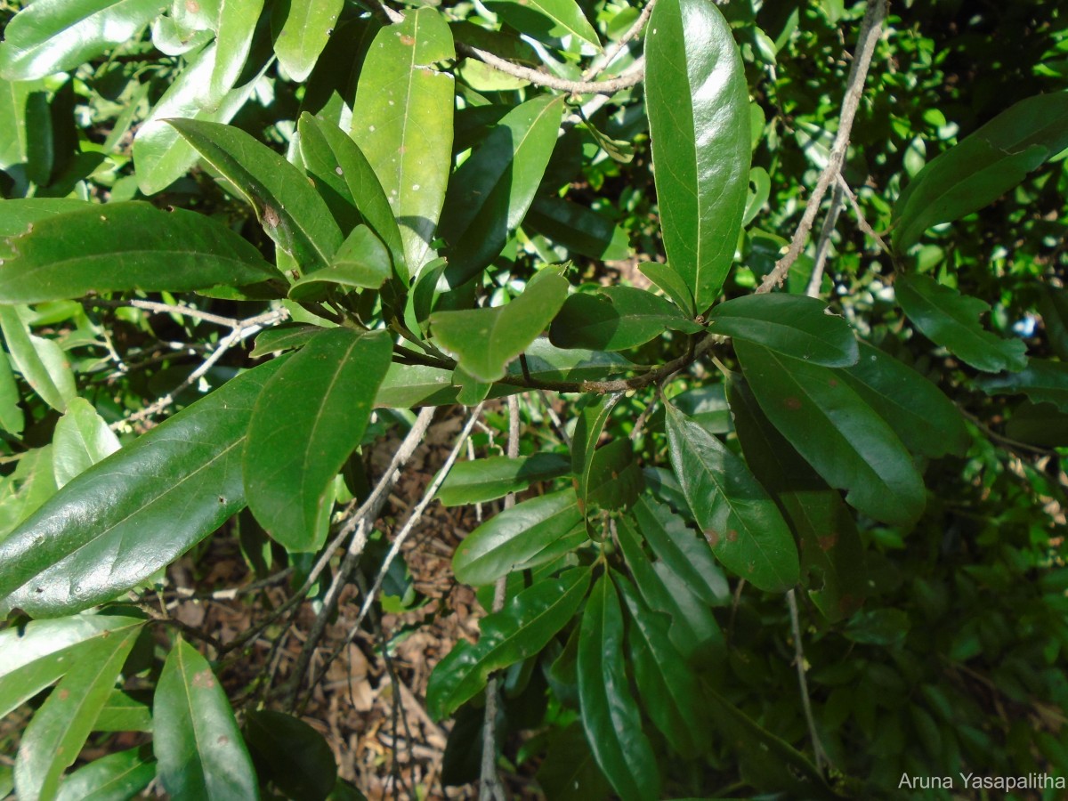 Diospyros ovalifolia Wight
